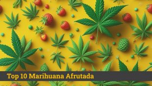 marihuana afrutada