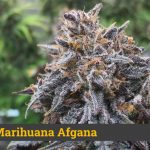 Mejor marihuana afgana