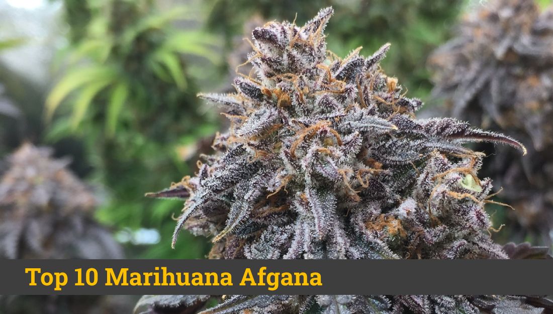 Mejor Marihuana Afgana | Ranking de las mejores semillas Afganas