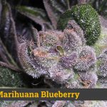 Mejor marihuana blueberry
