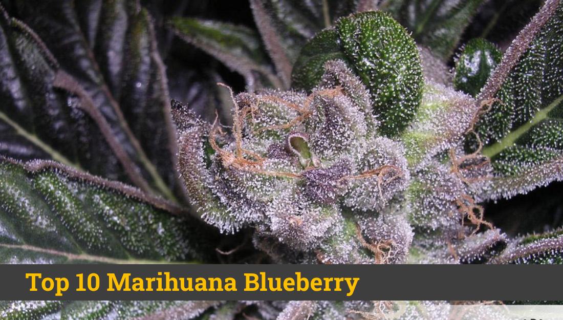 Marihuana Blueberry | El ranking TOP 10 de Mejores Semillas Blue