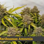 Mejor marihuana amnesia