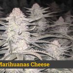 mejor marihuana cheese