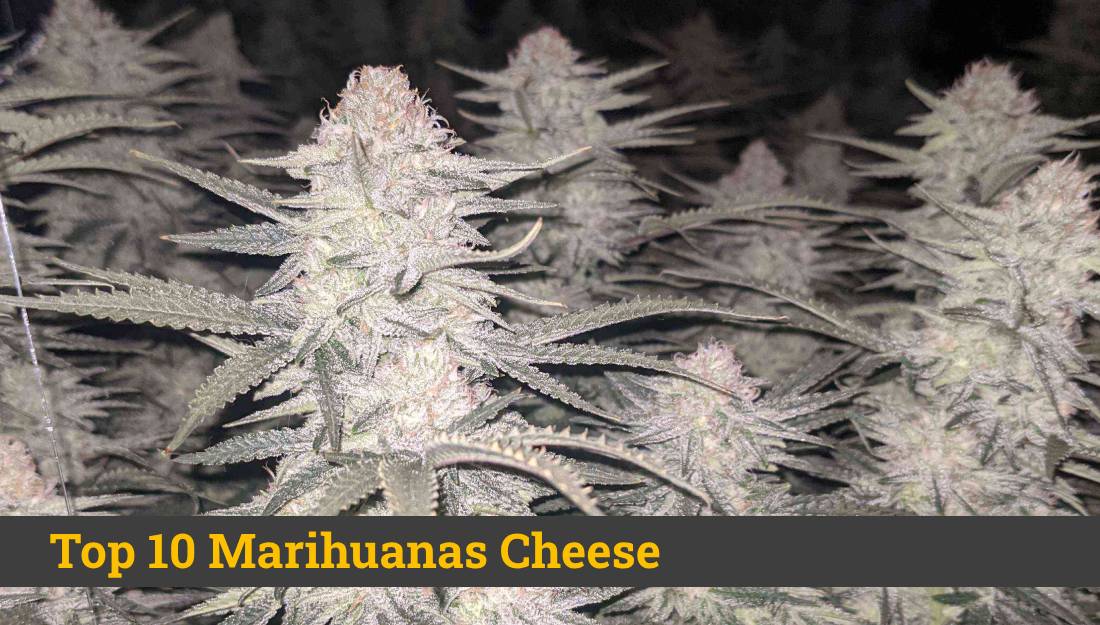 Mejor Marihuana Cheese | Las 10 mejores semillas Cheese