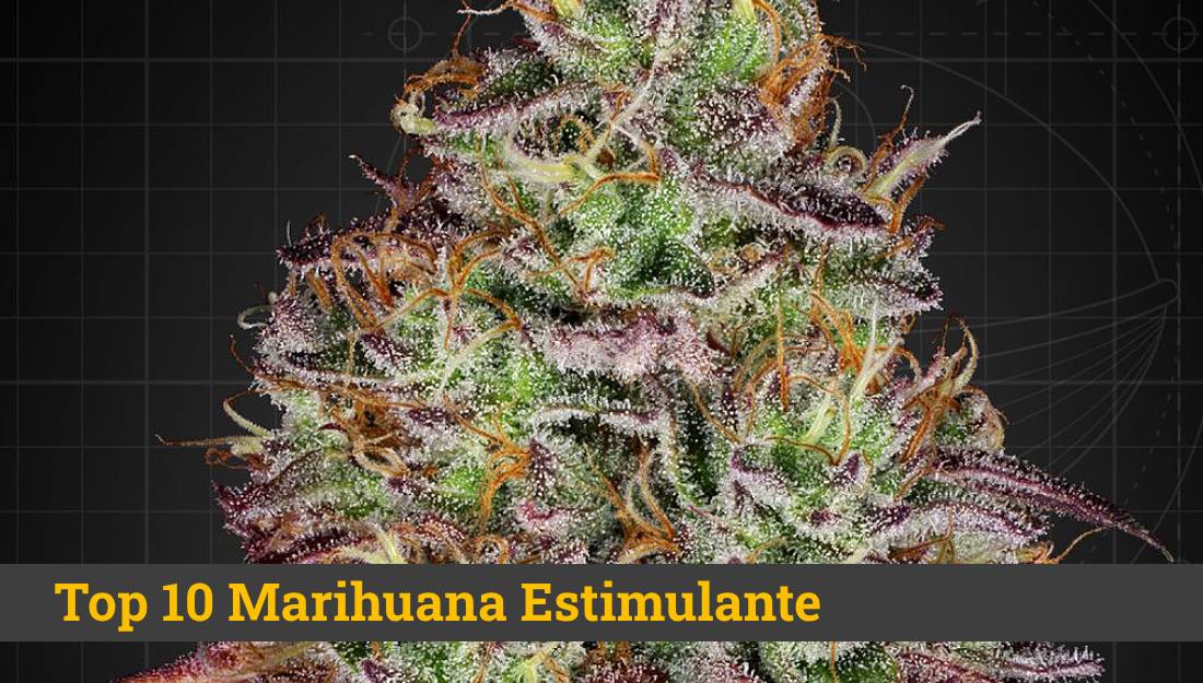 Marihuana Estimulante | Las mejores semillas de cannabis energizante