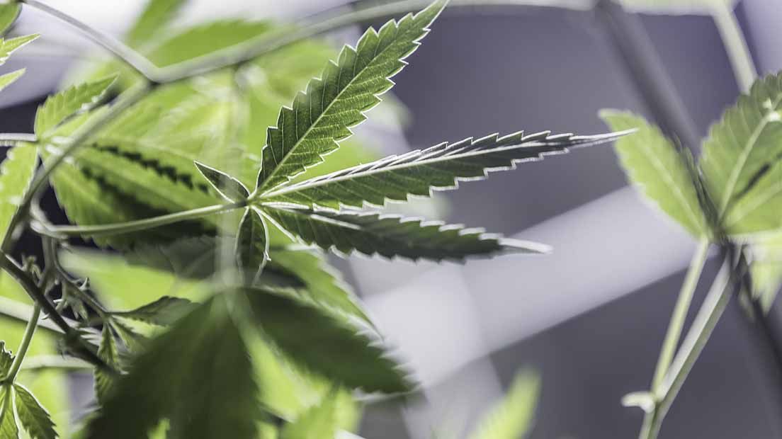 Conselhos para a Fase de Crescimento da Canábis