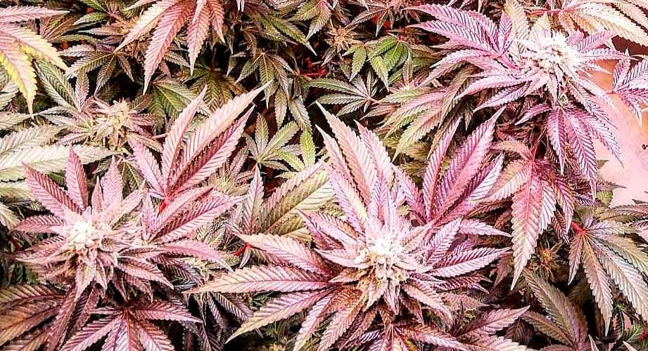 A melhor canábis sativa | Descobre as melhores sativas