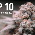 marihuana mas potente 2024