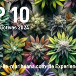 semillas de marihuana mas productivas 2024