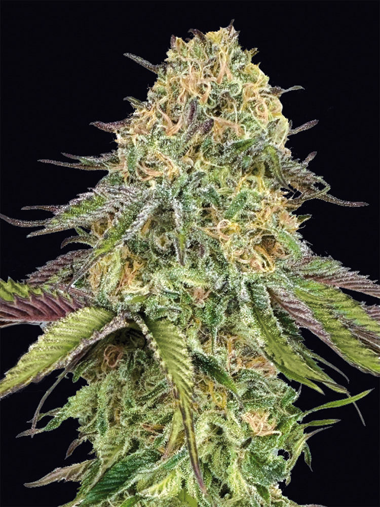 auto-lemon-cherry-gelato