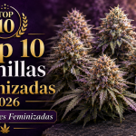 top-10-variedades-feminizadas-2026