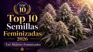 top-10-variedades-feminizadas-2026