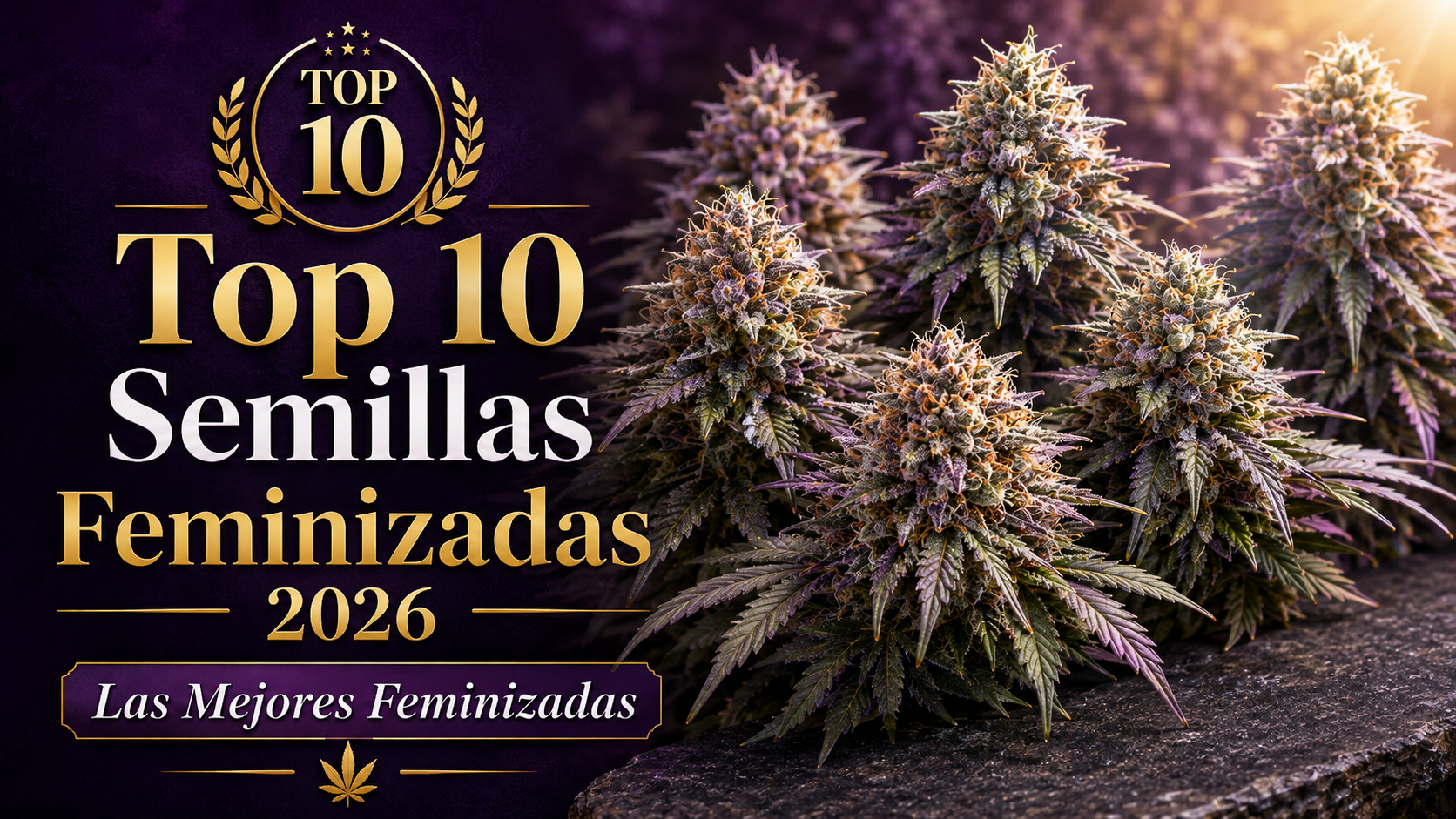 Top 10 mejores semillas feminizadas de 2026: las genéticas que están marcando la temporada