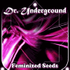Buy cheap Dr Underground feminized seeds | Dr Underground feminized seeds