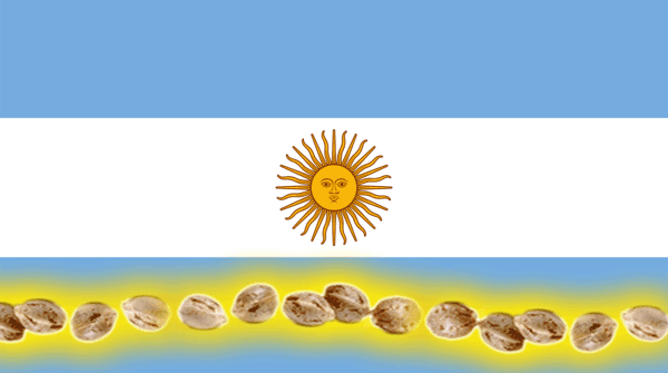 bandera argentina con semillas de marihuana