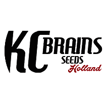 KC Brains