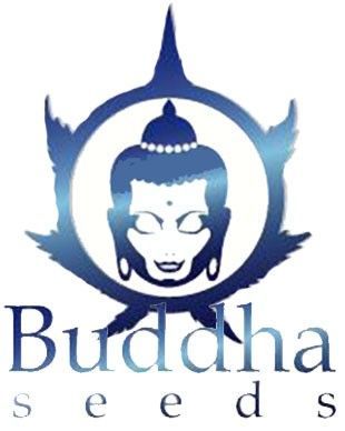 Buddha Seeds